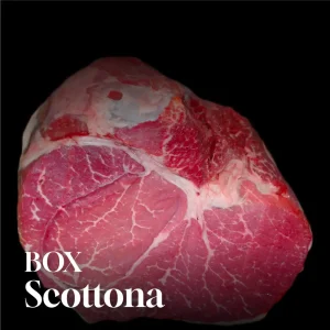 Box Scottona