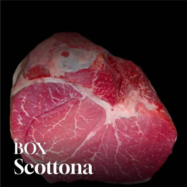 Box Bovis